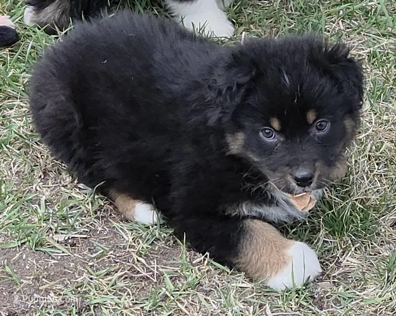 Black Tri Small standard Australian shepherd – Australian Shepherd puppy for sale in Browerville, MN