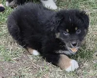 Black Tri Small standard Australian shepherd, a female Australian Shepherd for sale in Browerville, MN – Photo 1 of 7