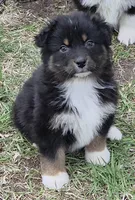 Black Tri Small standard Australian shepherd, a female Australian Shepherd for sale in Browerville, MN – Photo 2 of 7