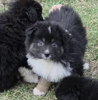 Black Tri Small standard Australian shepherd, a female Australian Shepherd for sale in Browerville, MN – Photo 6 of 7