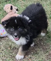 Black Tri Small standard Australian shepherd, a female Australian Shepherd for sale in Browerville, MN – Photo 5 of 7