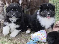 Black Tri Small standard Australian shepherd, a female Australian Shepherd for sale in Browerville, MN – Photo 4 of 7