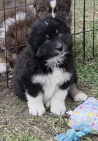 Black Tri Small standard Australian shepherd, a female Australian Shepherd for sale in Browerville, MN – Photo 7 of 7