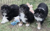 Black Tri Small standard Australian shepherd, a female Australian Shepherd for sale in Browerville, MN – Photo 3 of 7