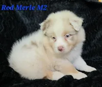 Red merle males, a male Australian Shepherd for sale in Browerville, MN – 4 of 4