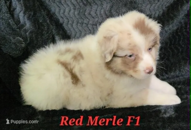 Red Merle Female – Australian Shepherd puppy for sale in Browerville, MN