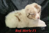 Red Merle Female, a female Australian Shepherd for sale in Browerville, MN – 1 of 5