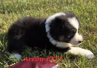 Black Tri female, a female Australian Shepherd for sale in Browerville, MN – 5 of 5