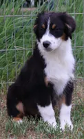 Black Tri male, a male Australian Shepherd for sale in Browerville, MN – 2 of 3