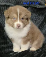 Red Tri Males, a male Australian Shepherd for sale in Browerville, MN – 2 of 5
