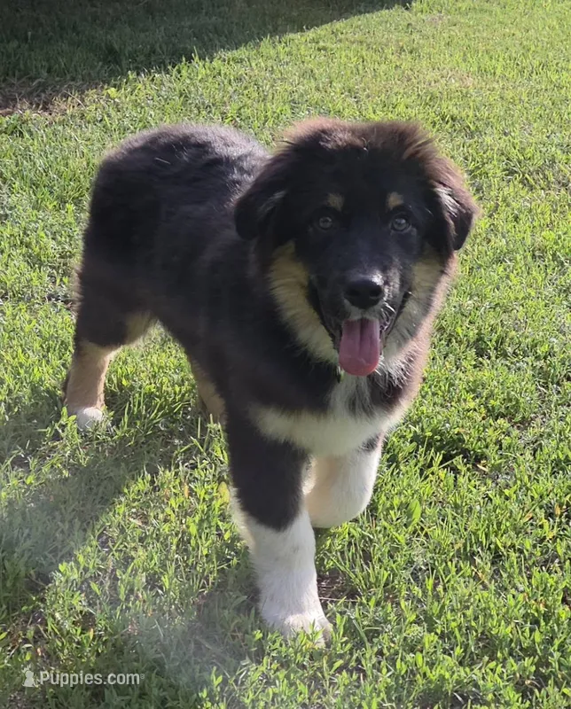 Junior – Australian Shepherd puppy for sale in Browerville, MN