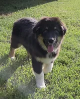 Junior, a male Australian Shepherd for sale in Browerville, MN – 1 of 3