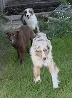 Gracie, a female Australian Shepherd for sale in Browerville, MN – 5 of 5