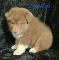 Red Tri Males, a male Australian Shepherd for sale in Browerville, MN – 1 of 5