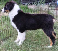 Black Tri Female, a female Australian Shepherd for sale in Browerville, MN – 3 of 5