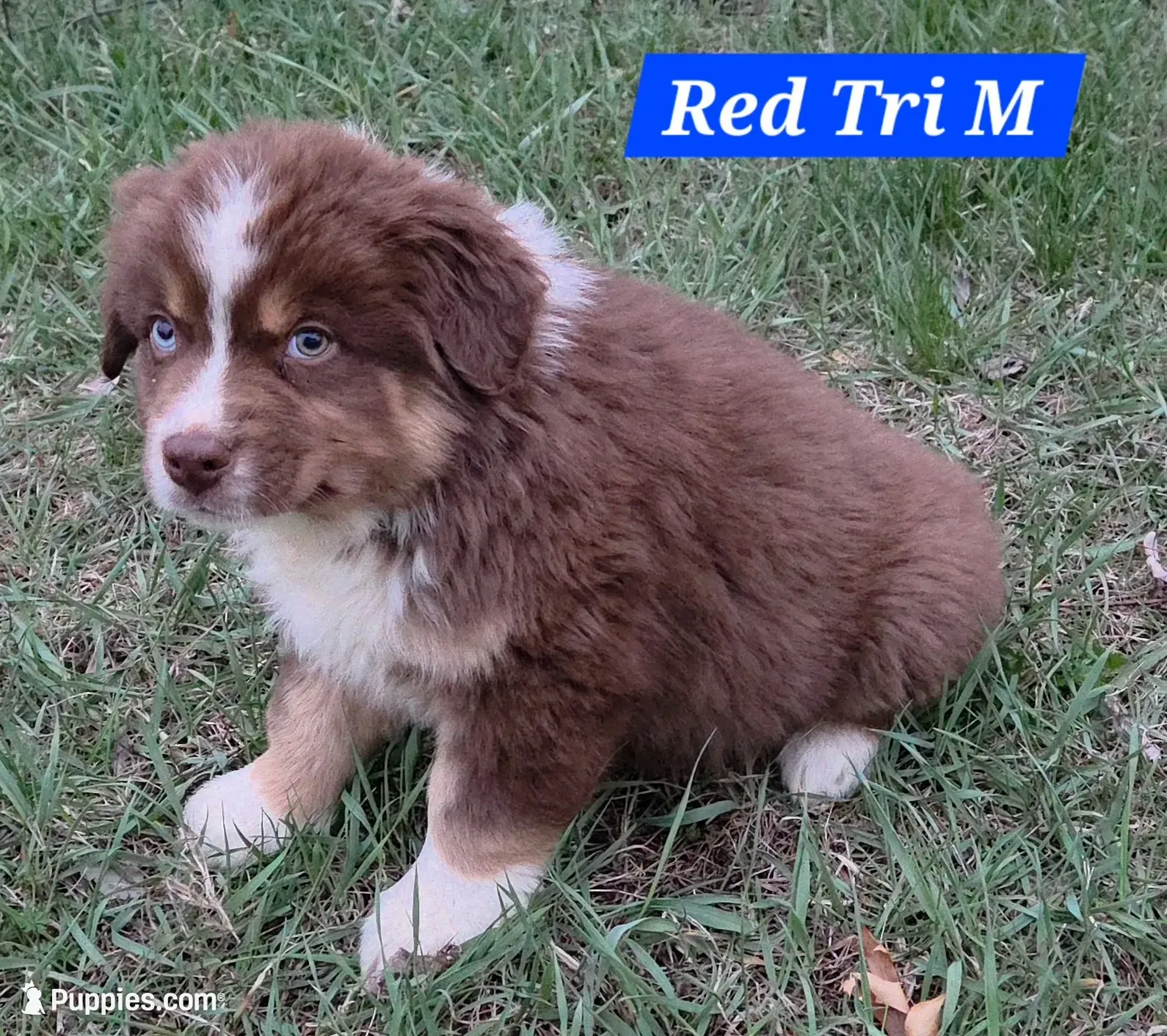 Reduced! Standard Australian, a male Australian Shepherd for sale in Browerville, MN – 6 of 7