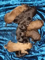 St. Berdoodle, a male Saint Berdoodle for sale in Browerville, MN – Photo 3 of 3