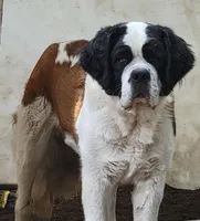 St. Berdoodle, a male Saint Berdoodle for sale in Browerville, MN – Photo 1 of 3