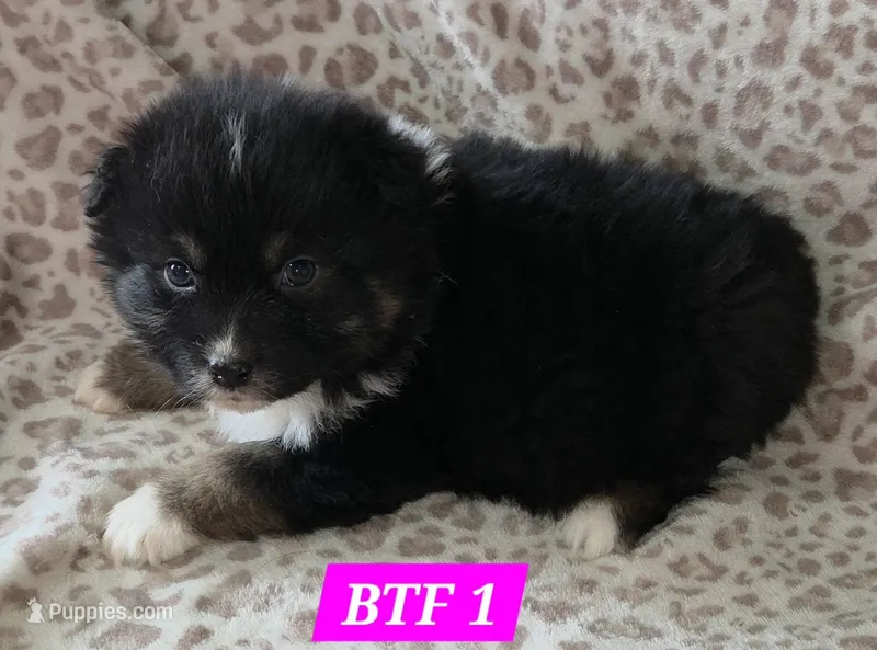 Black tri females – Australian Shepherd puppy for sale in Browerville, MN