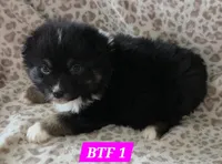 Black tri females, a female Australian Shepherd for sale in Browerville, MN – Photo 1 of 8