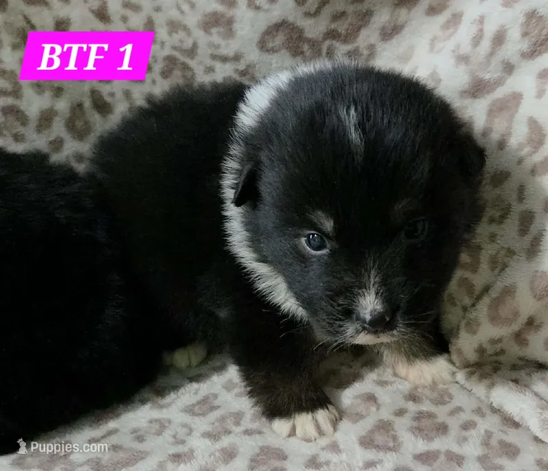 Black tri females – Australian Shepherd puppy for sale in Browerville, MN