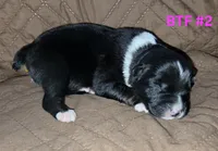 Black tri females, a female Australian Shepherd for sale in Browerville, MN – Photo 4 of 4