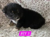 Black tri females, a female Australian Shepherd for sale in Browerville, MN – Photo 5 of 8