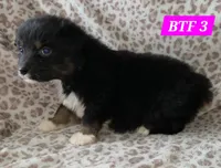 Black tri females, a female Australian Shepherd for sale in Browerville, MN – Photo 7 of 8