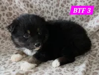 Black tri females, a female Australian Shepherd for sale in Browerville, MN – Photo 8 of 8