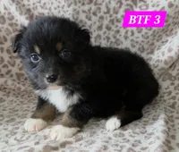 Black tri females, a female Australian Shepherd for sale in Browerville, MN – Photo 6 of 8