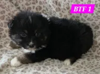 Black tri females, a female Australian Shepherd for sale in Browerville, MN – Photo 4 of 8