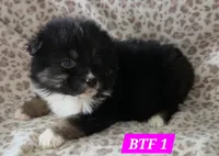 Black tri females, a female Australian Shepherd for sale in Browerville, MN – Photo 3 of 8