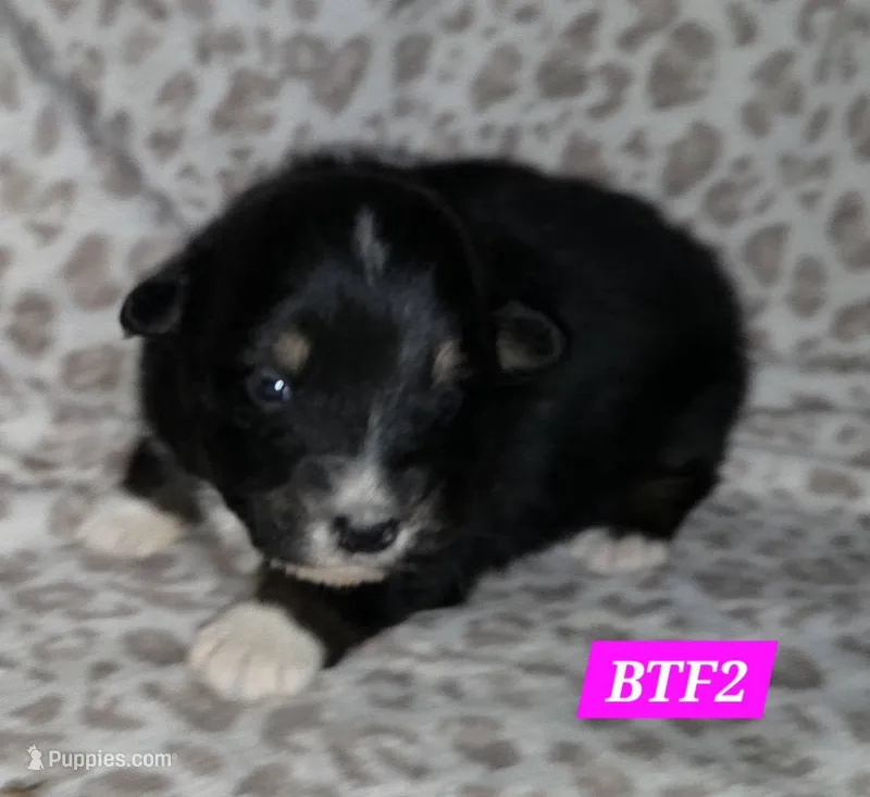 Black tri females – Australian Shepherd puppy for sale in Browerville, MN