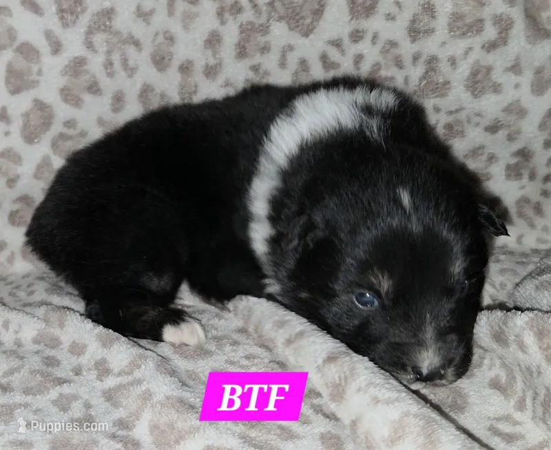 Black tri females – Australian Shepherd puppy for sale in Browerville, MN