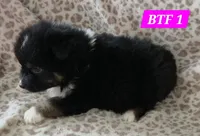 Black tri females, a female Australian Shepherd for sale in Browerville, MN – Photo 2 of 8