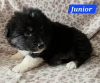 Black tri females and 1 male, a female Australian Shepherd for sale in Browerville, MN – Photo 9 of 9