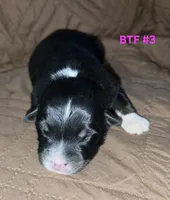 Black tri females, a female Australian Shepherd for sale in Browerville, MN – Photo 2 of 4