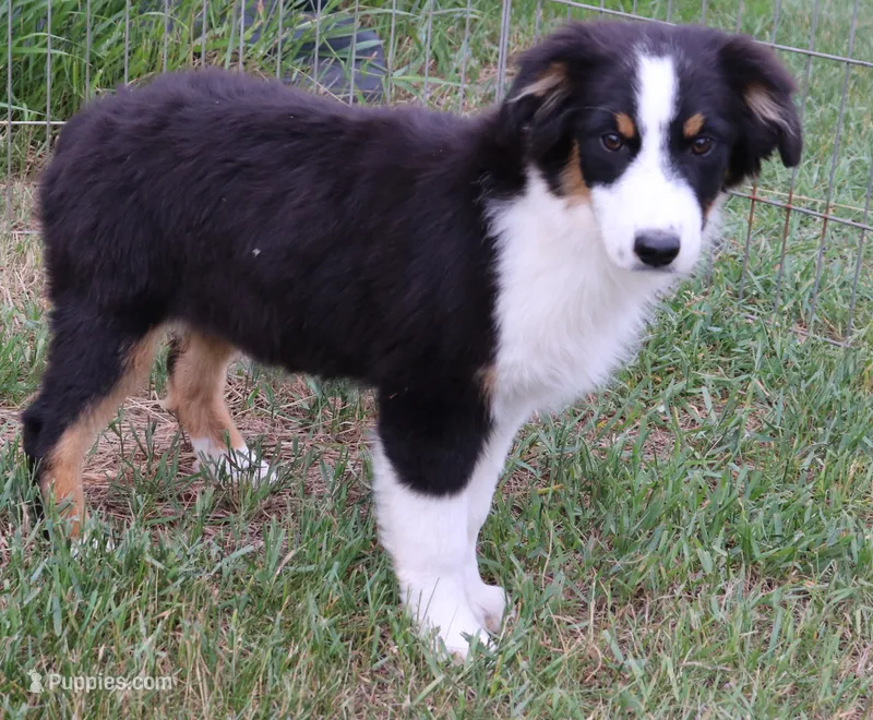 Black Tri Female – Australian Shepherd puppy for sale in Browerville, MN