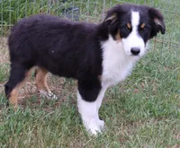 Black Tri Female, a female Australian Shepherd for sale in Browerville, MN – 1 of 5