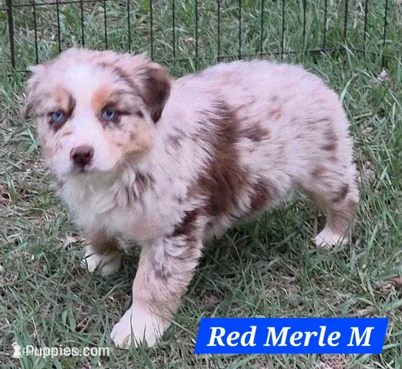 Reduced! Standard Australian – Australian Shepherd puppy for sale in Browerville, MN