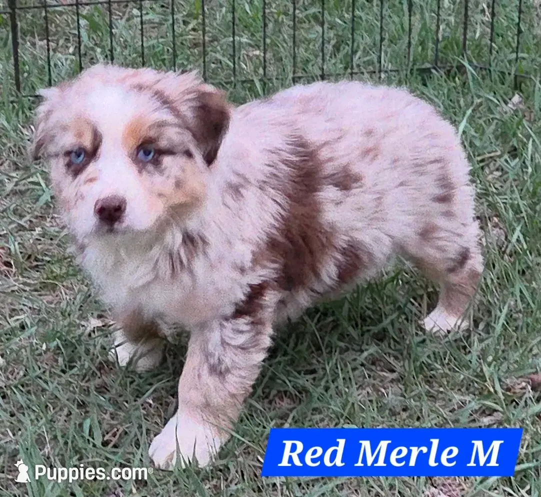 Reduced! Standard Australian, a male Australian Shepherd for sale in Browerville, MN – 1 of 7