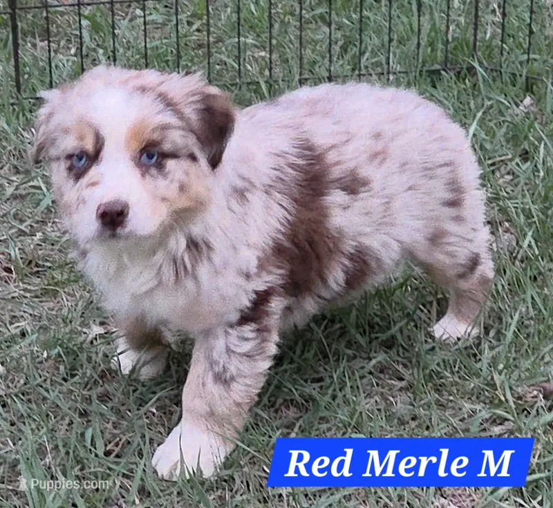 Standard Australian – Australian Shepherd puppy for sale in Browerville, MN