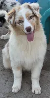 Sierra, a female Australian Shepherd for sale in Browerville, MN – 5 of 5