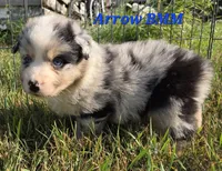 Blue merle Male, a male Australian Shepherd for sale in Browerville, MN – 5 of 5