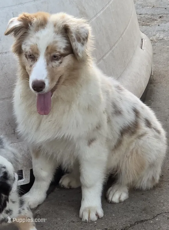 Sierra – Australian Shepherd puppy for sale in Browerville, MN