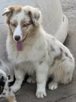 Sierra, a female Australian Shepherd for sale in Browerville, MN – 1 of 5