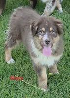 Maya, a female Australian Shepherd for sale in Browerville, MN – 2 of 3