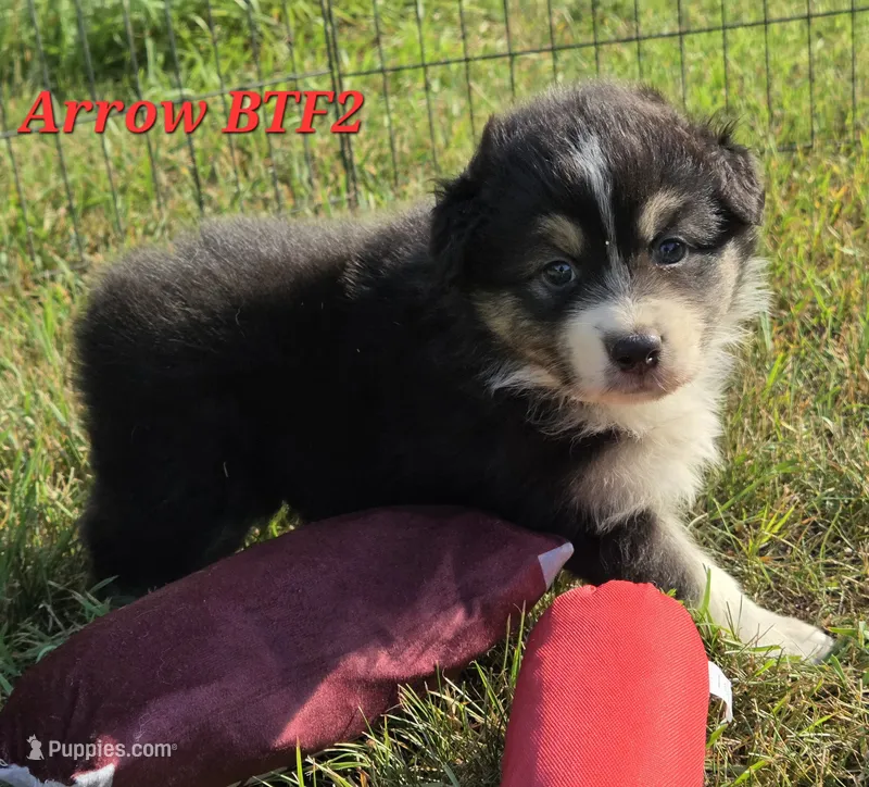 Black tri F #2 – Australian Shepherd puppy for sale in Browerville, MN