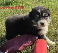 Black tri F #2, a female Australian Shepherd for sale in Browerville, MN – 1 of 6