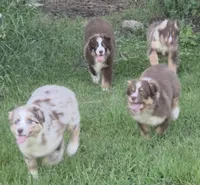 Reduced! Standard Australian male, a male Australian Shepherd for sale in Browerville, MN – 3 of 3